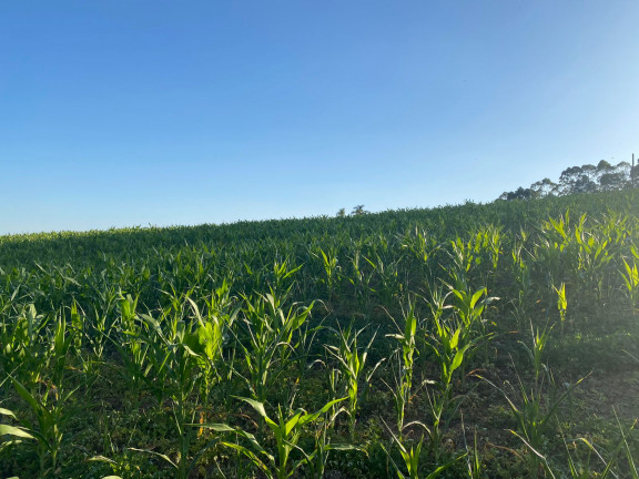 Imagem Terreno em Condomínio à Venda, 1.000 m² em Verava - Ibiúna Imagem Terreno em Condomínio à Venda, 1.000 m² em Verava - Ibiúna