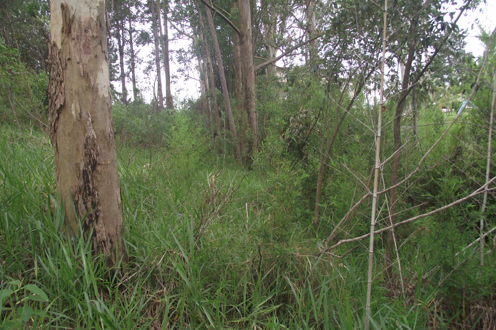 Imagem Terreno à Venda, 24.452 m² em Apotribu de Cima - Itu Imagem Terreno à Venda, 24.452 m² em Apotribu de Cima - Itu