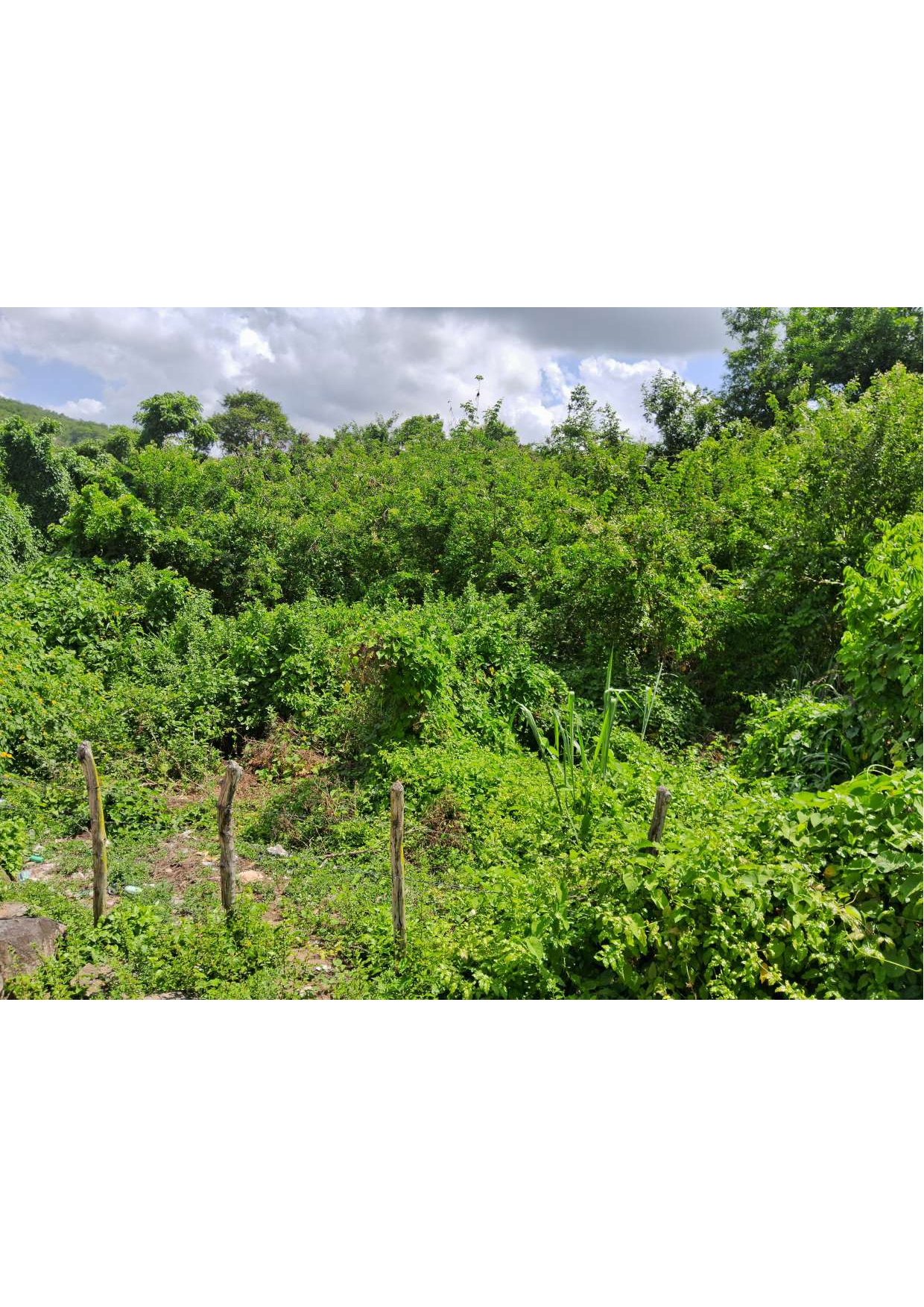 Imagem Chácara à Venda, 40 m²em Vila Maia - Bananeiras Imagem Chácara à Venda, 40 m²em Vila Maia - Bananeiras