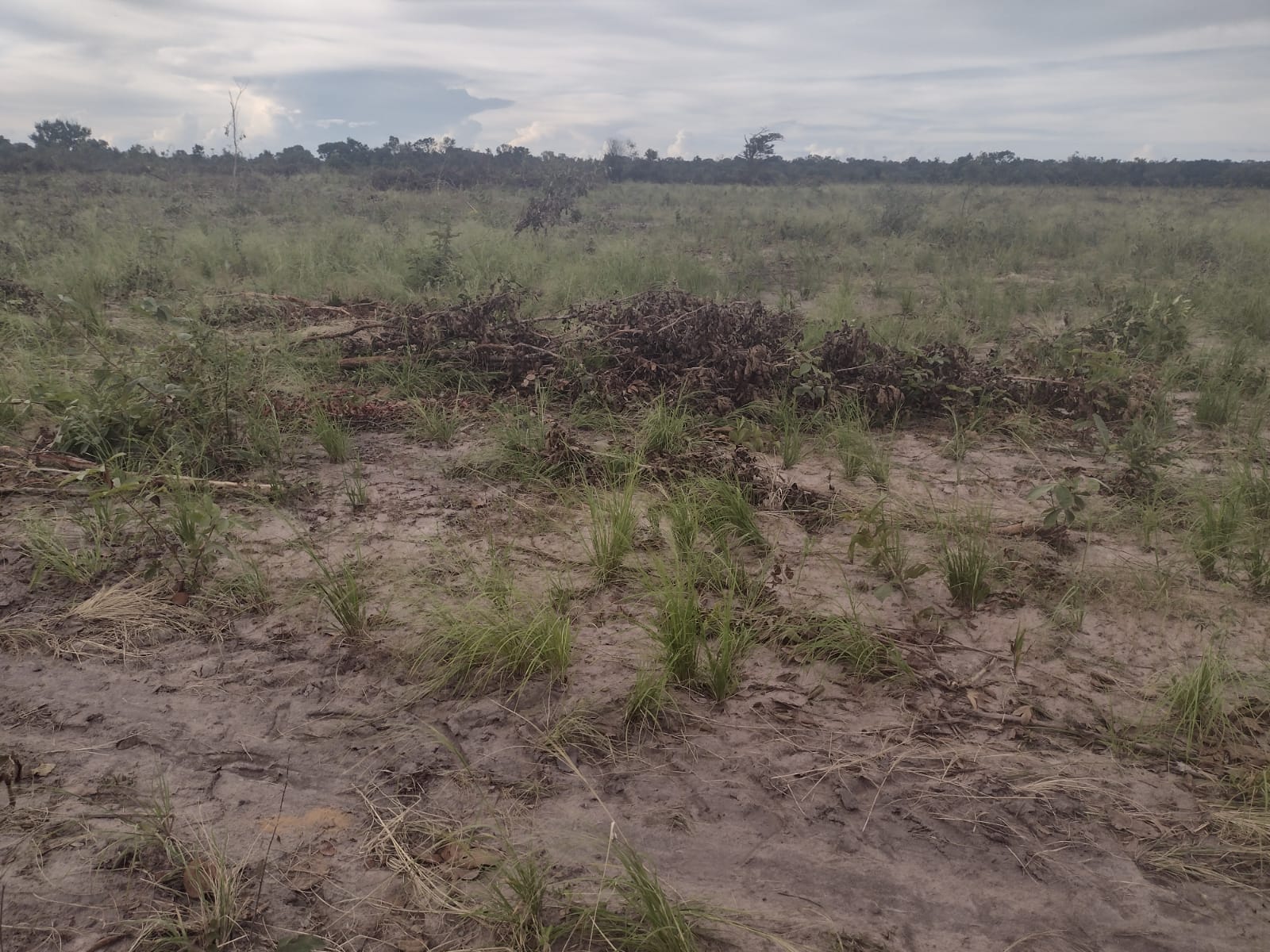 Fazenda à Venda, 250 HAem ZONA RURAL - Balsas