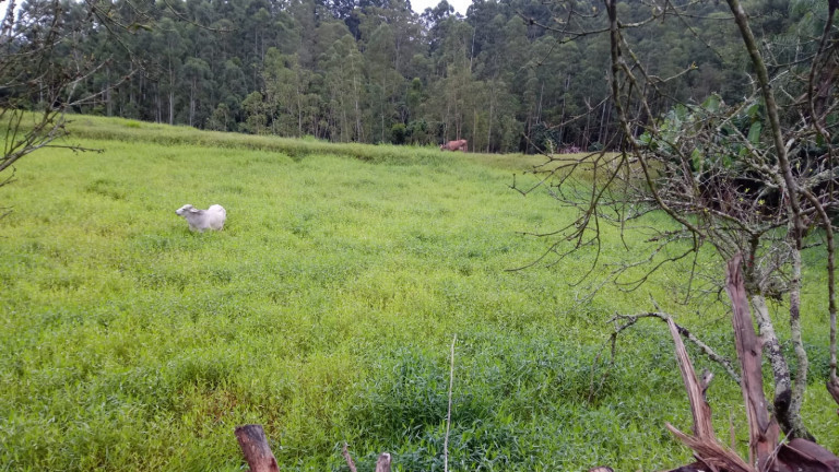 Imagem Terreno à Venda,  em Barracão - Orleans