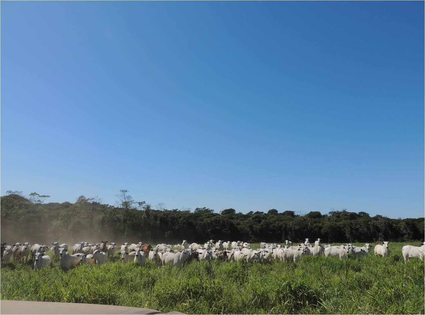 Imagem Fazenda à Venda, 23 HAem Zona Rural - Aquidauana Imagem Fazenda à Venda, 23 HAem Zona Rural - Aquidauana