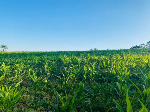 Imagem Terreno em Condomínio à Venda, 1.000 m² em Verava - Ibiúna Imagem Terreno em Condomínio à Venda, 1.000 m² em Verava - Ibiúna