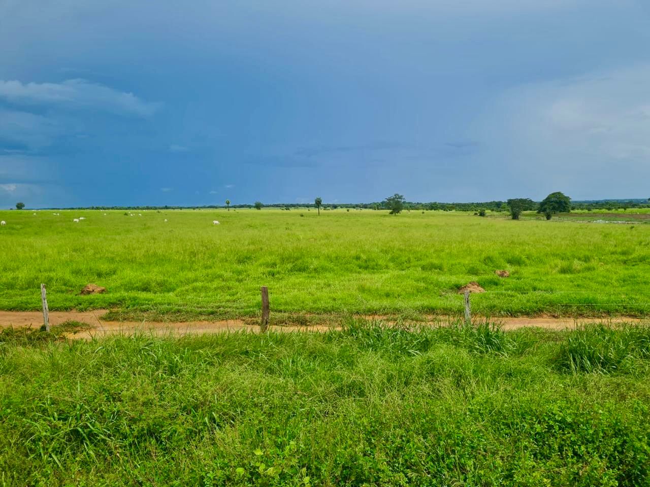 Imagem Fazenda à Venda, 1115 m² em ZONA RURAL - Mundo Novo Imagem Fazenda à Venda, 1115 m² em ZONA RURAL - Mundo Novo