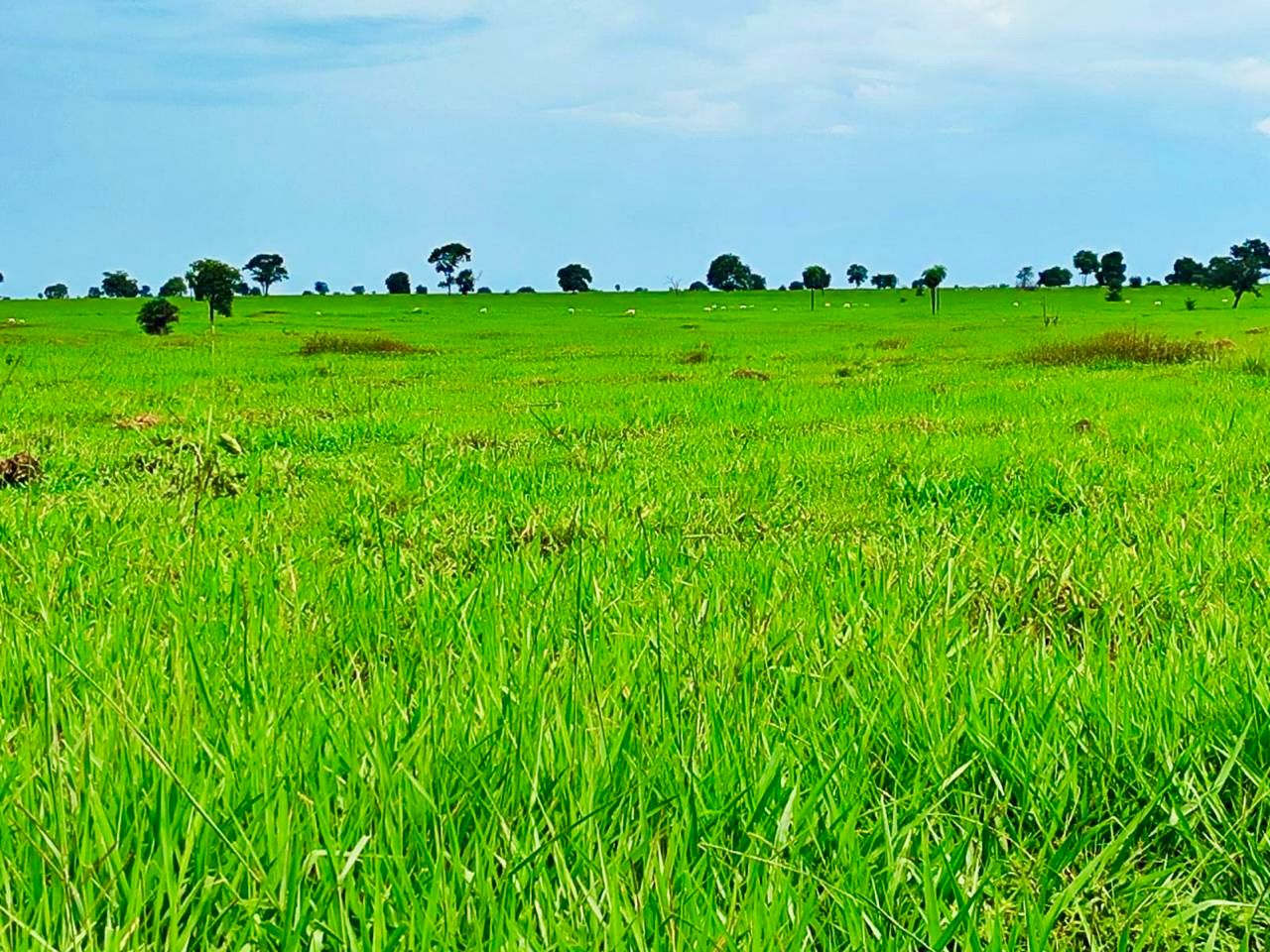Fazenda à Venda, 1115 m² em ZONA RURAL - Mundo Novo