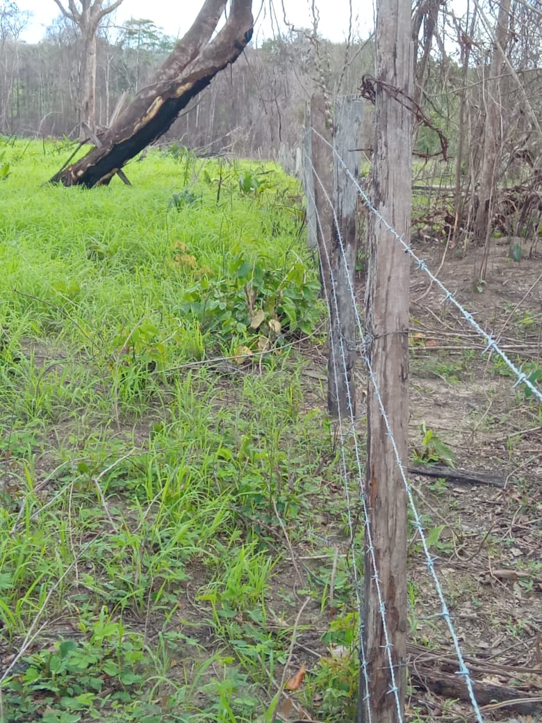 Imagem Fazenda à Venda, 350 HAem Zona Rural - Bragança Imagem Fazenda à Venda, 350 HAem Zona Rural - Bragança