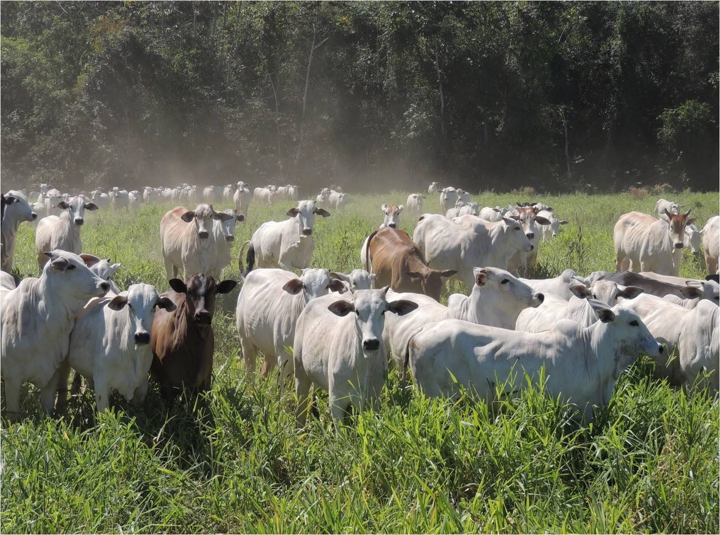 Imagem Fazenda à Venda, 23 HAem Zona Rural - Aquidauana Imagem Fazenda à Venda, 23 HAem Zona Rural - Aquidauana