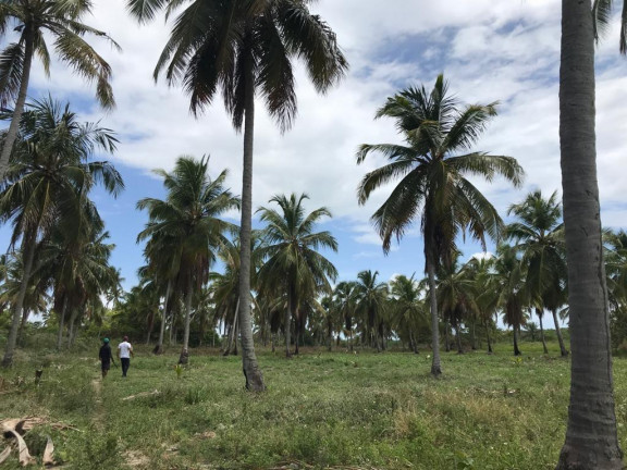 Imagem Terreno à Venda, 160.000 m² em Praia de Tamandaré - Tamandaré Imagem Terreno à Venda, 160.000 m² em Praia de Tamandaré - Tamandaré
