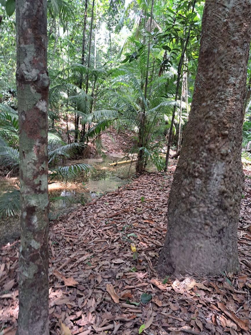 Imagem Terreno à Venda, 250 m²em Vigia - Santarém Imagem Terreno à Venda, 250 m²em Vigia - Santarém