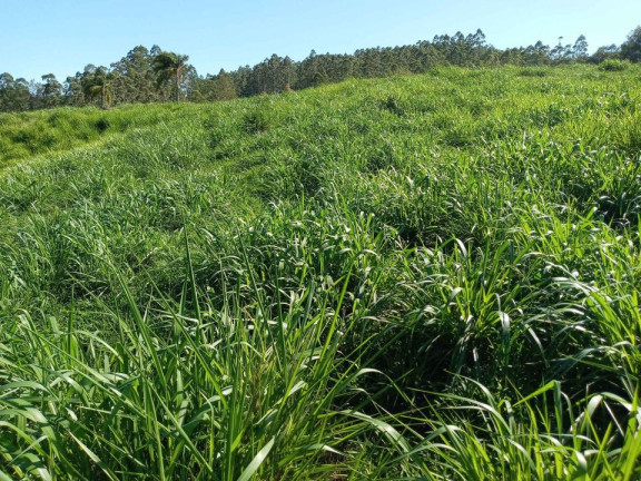Imagem Terreno à Venda,  em Barracão - Orleans