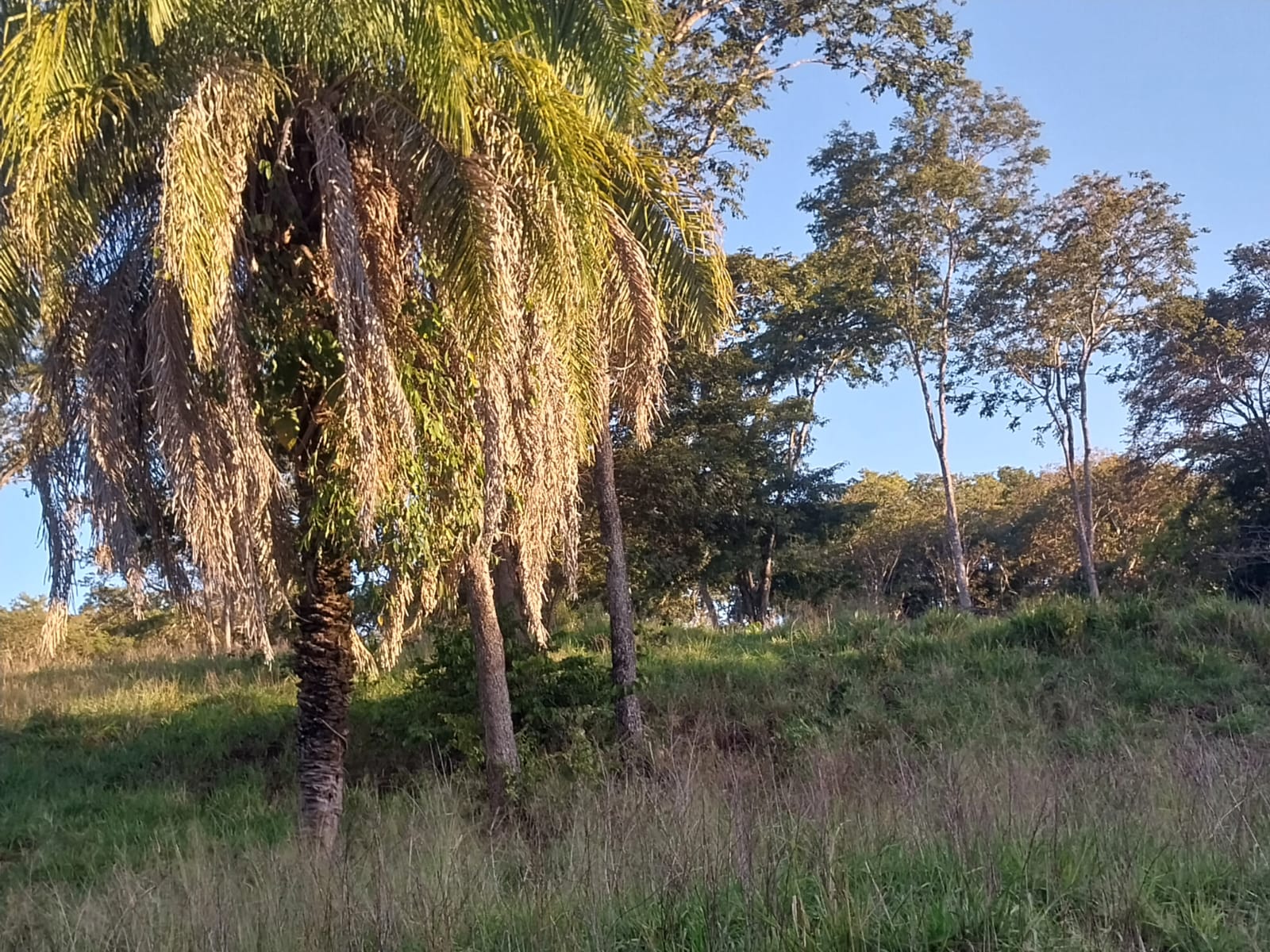 Fazenda à Venda, 353 HAem ZONA RURAL - Alto Araguaia