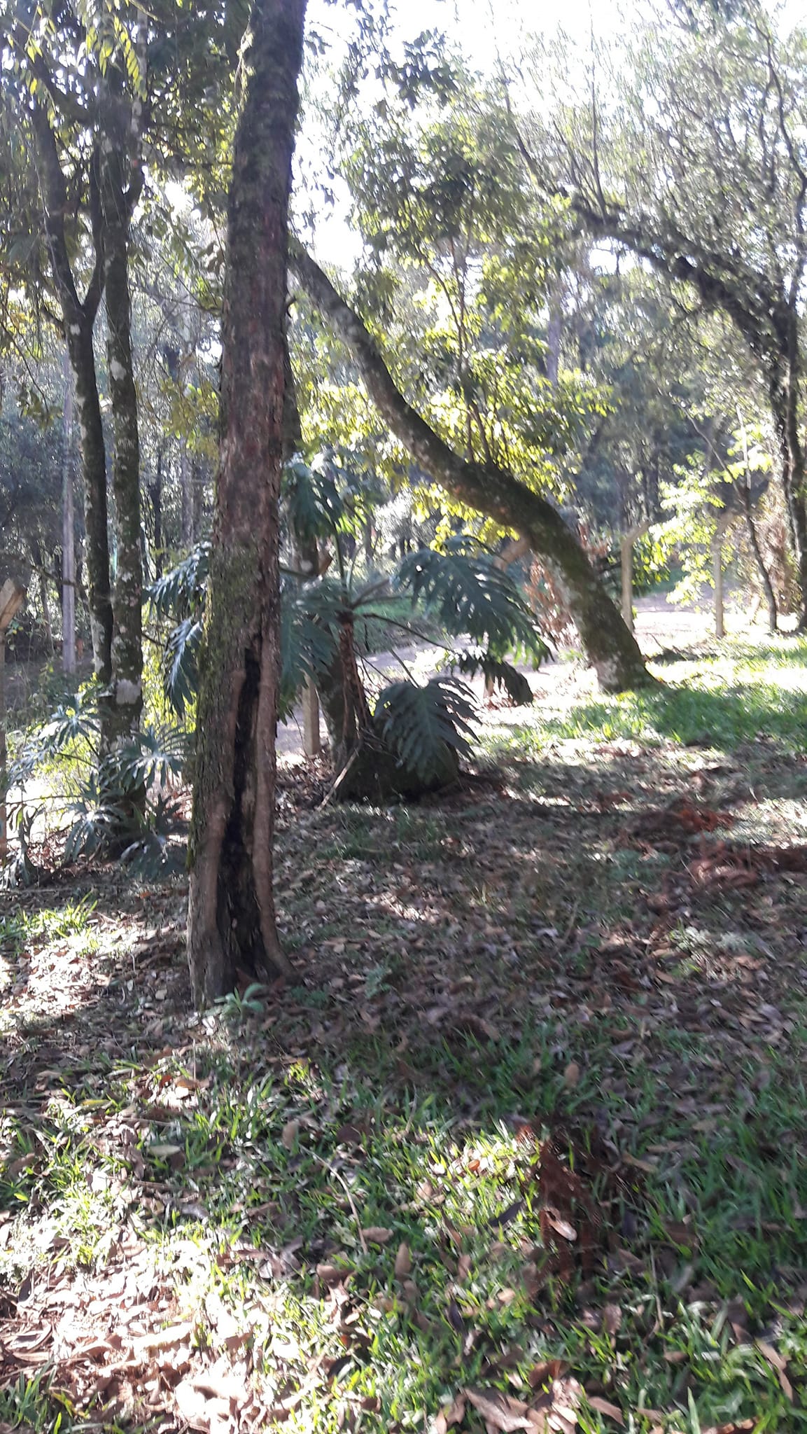 Imagem Terreno à Venda, 3 m²em Efapi - Chapecó