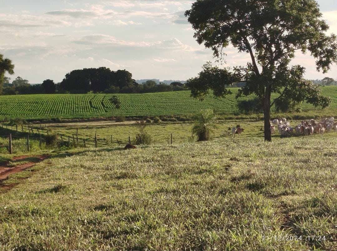 Imagem Chácara com 2 Quartos à Venda, 75.000 m² em CENTRO - Douradina