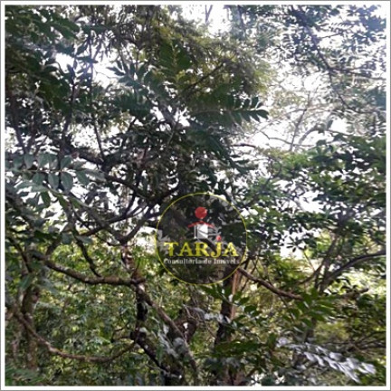 Imagem Terreno à Venda, 750 m² em Mata Fria - Mairiporã Imagem Terreno à Venda, 750 m² em Mata Fria - Mairiporã