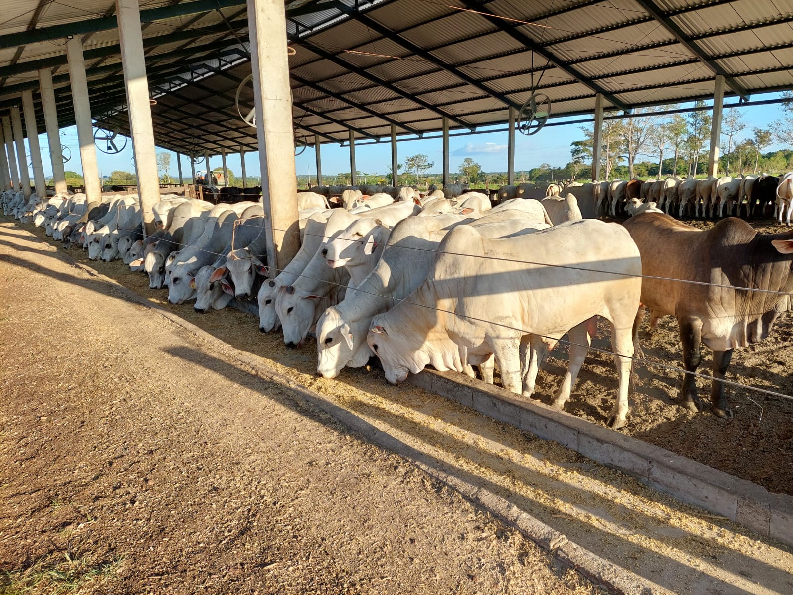 Imagem Fazenda à Venda, 968 m² em Estiva - Itajubá Imagem Fazenda à Venda, 968 m² em Estiva - Itajubá