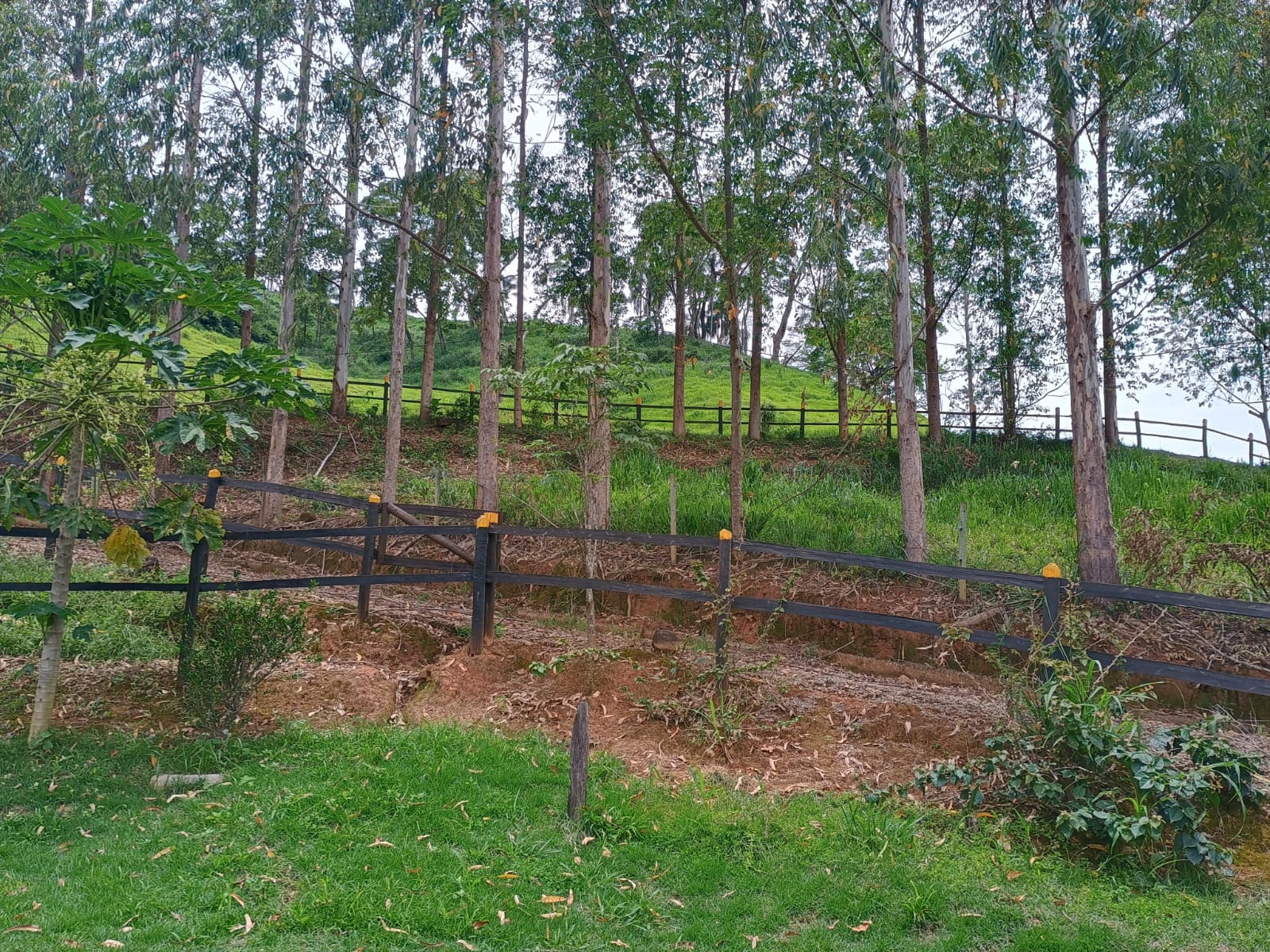 Imagem Chácara com 2 Quartos à Venda, 72.000 m² em - Rio Pomba Imagem Chácara com 2 Quartos à Venda, 72.000 m² em - Rio Pomba