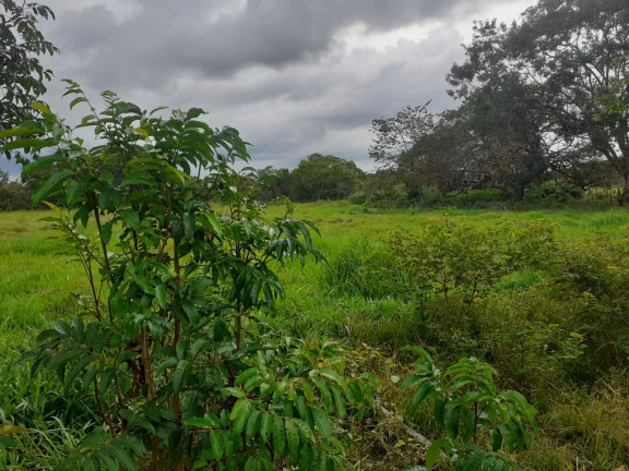 Imagem Fazenda à Venda, em zona rural - Salvaterra Imagem Fazenda à Venda, em zona rural - Salvaterra