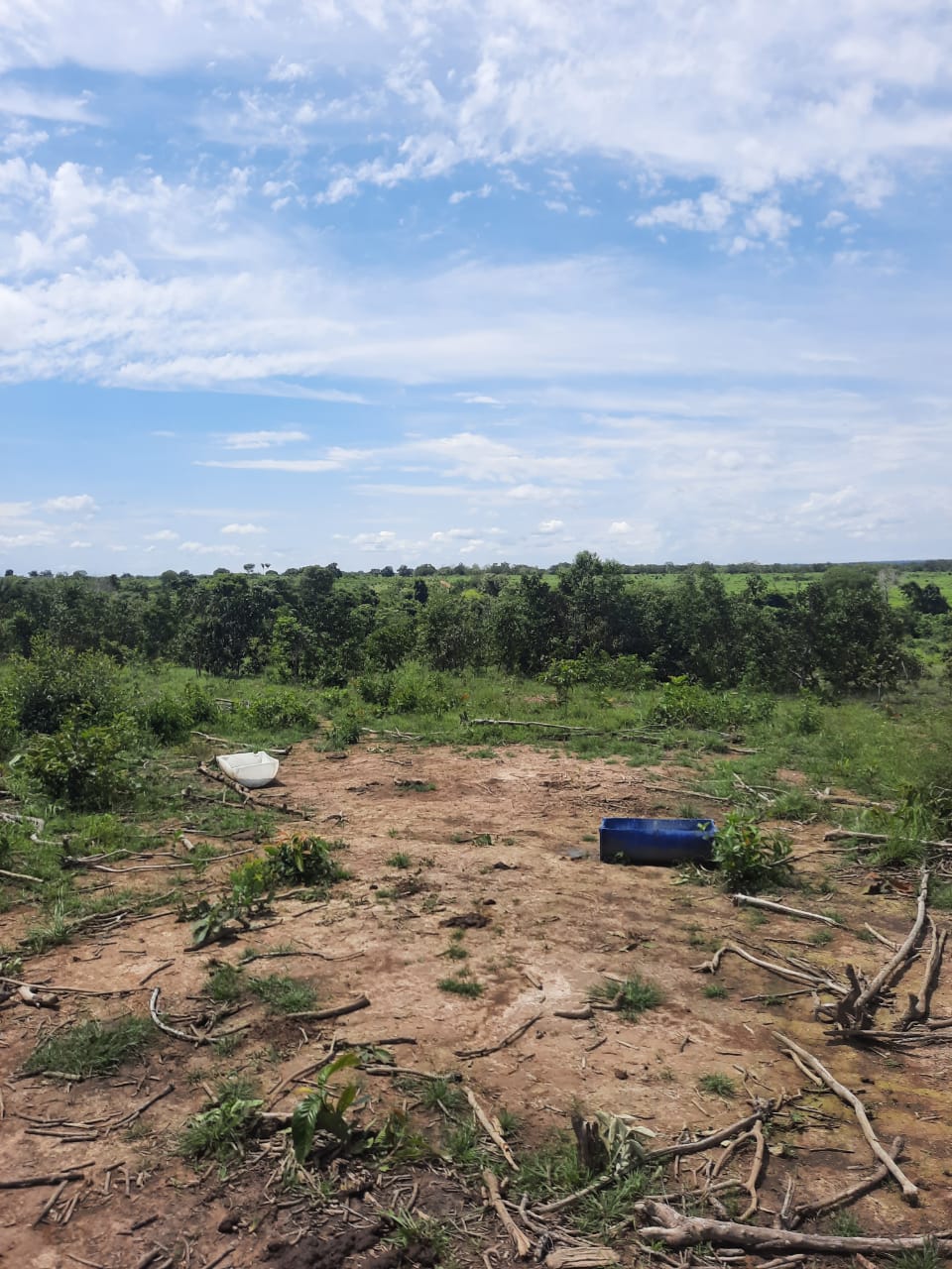 Imagem Fazenda à Venda, 1 HAem Centro - Pequizeiro Imagem Fazenda à Venda, 1 HAem Centro - Pequizeiro