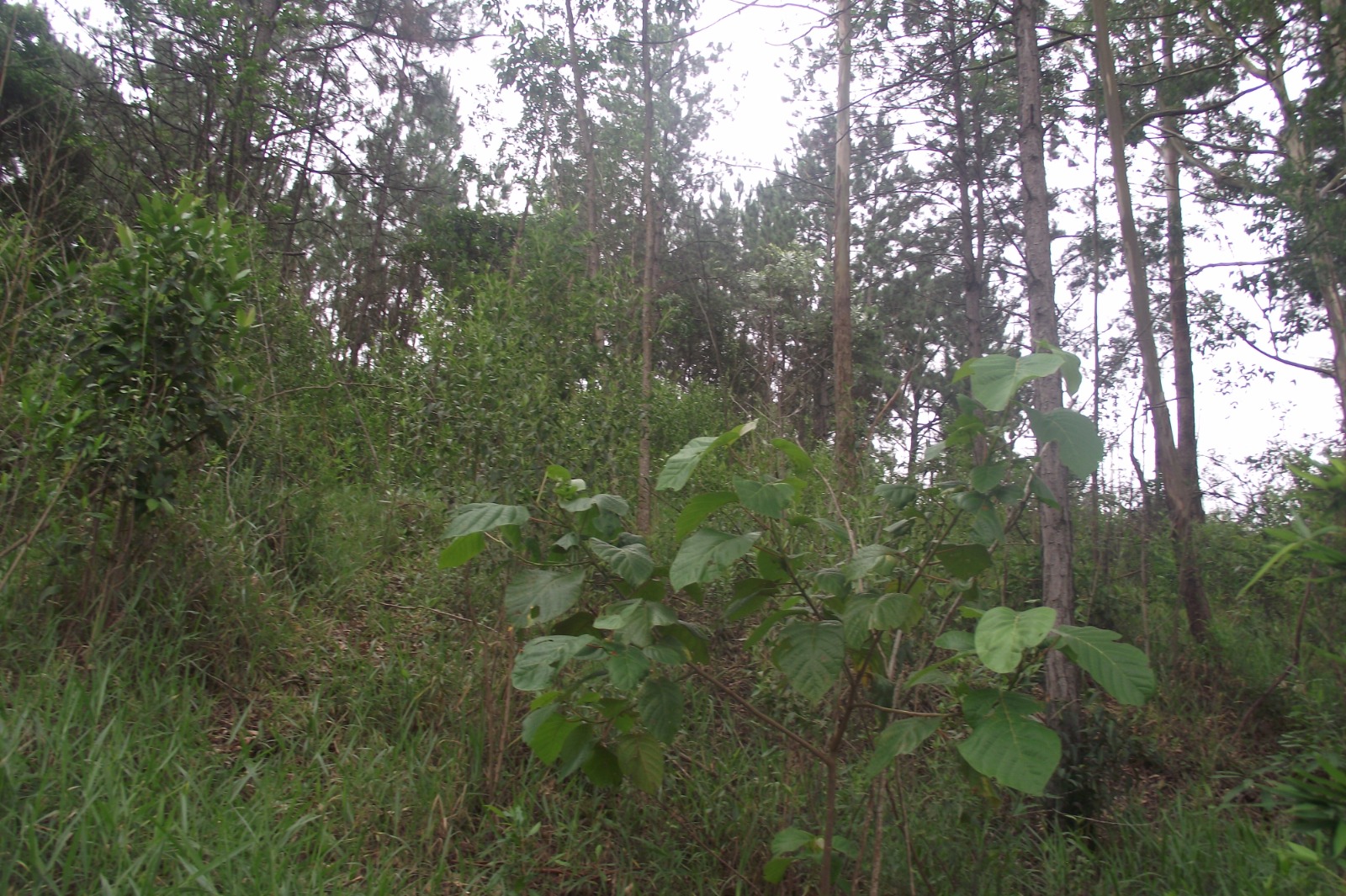 Imagem Terreno à Venda, 24.452 m² em Apotribu de Cima - Itu Imagem Terreno à Venda, 24.452 m² em Apotribu de Cima - Itu