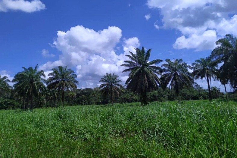 Imagem Terreno à Venda, 548 m²em AMERICANO - Santa Izabel do Pará Imagem Terreno à Venda, 548 m²em AMERICANO - Santa Izabel do Pará