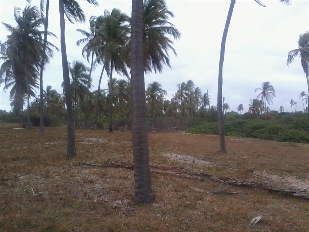 Imagem Terreno à Venda, 168.640 metro em Praia de Pititinga - Rio do Fogo