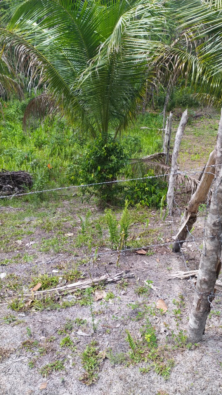 Imagem Terreno à Venda, 310 m²em Velha Boipeba - Cairu