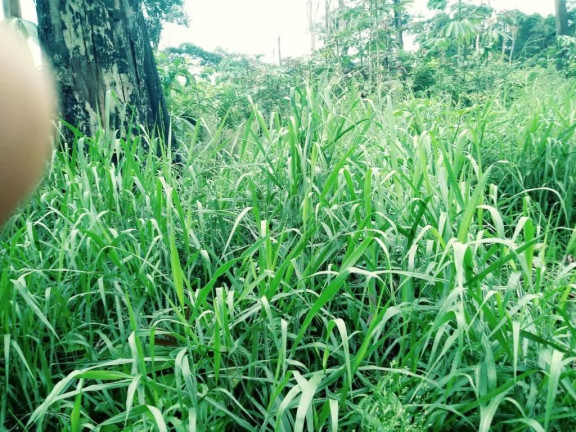 Imagem Fazenda à Venda, 837 HA em Área Rural de Santarém - Santarém Imagem Fazenda à Venda, 837 HA em Área Rural de Santarém - Santarém