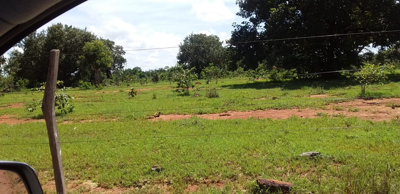 Imagem Fazenda à Venda, 1 HAem Centro - Pequizeiro Imagem Fazenda à Venda, 1 HAem Centro - Pequizeiro