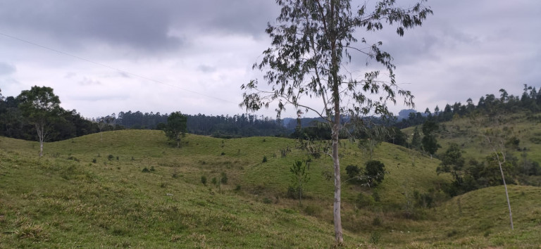 Imagem Fazenda à Venda, 34 HAem Brusque do Sul - Orleans