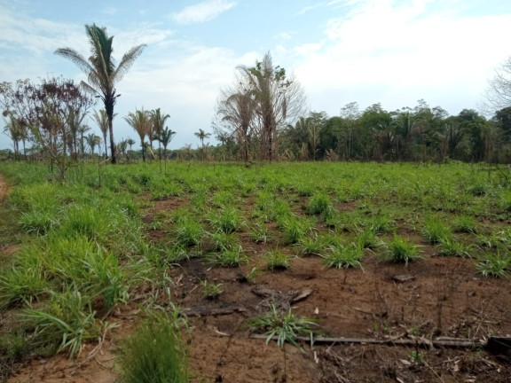 Imagem Terreno à Venda, 2.000 m² em Zona Rural - Humaitá Imagem Terreno à Venda, 2.000 m² em Zona Rural - Humaitá