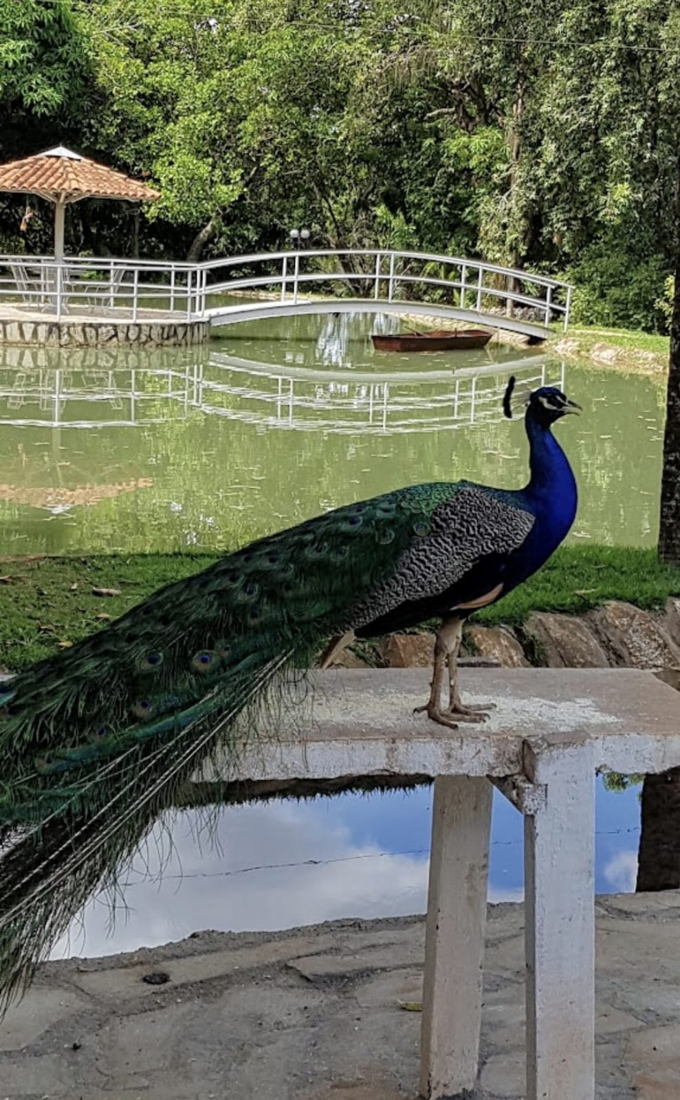 Imagem Chácara com 3 Quartos à Venda, 500 m² em Jardim Ana Lúcia - Goiânia Imagem Chácara com 3 Quartos à Venda, 500 m² em Jardim Ana Lúcia - Goiânia