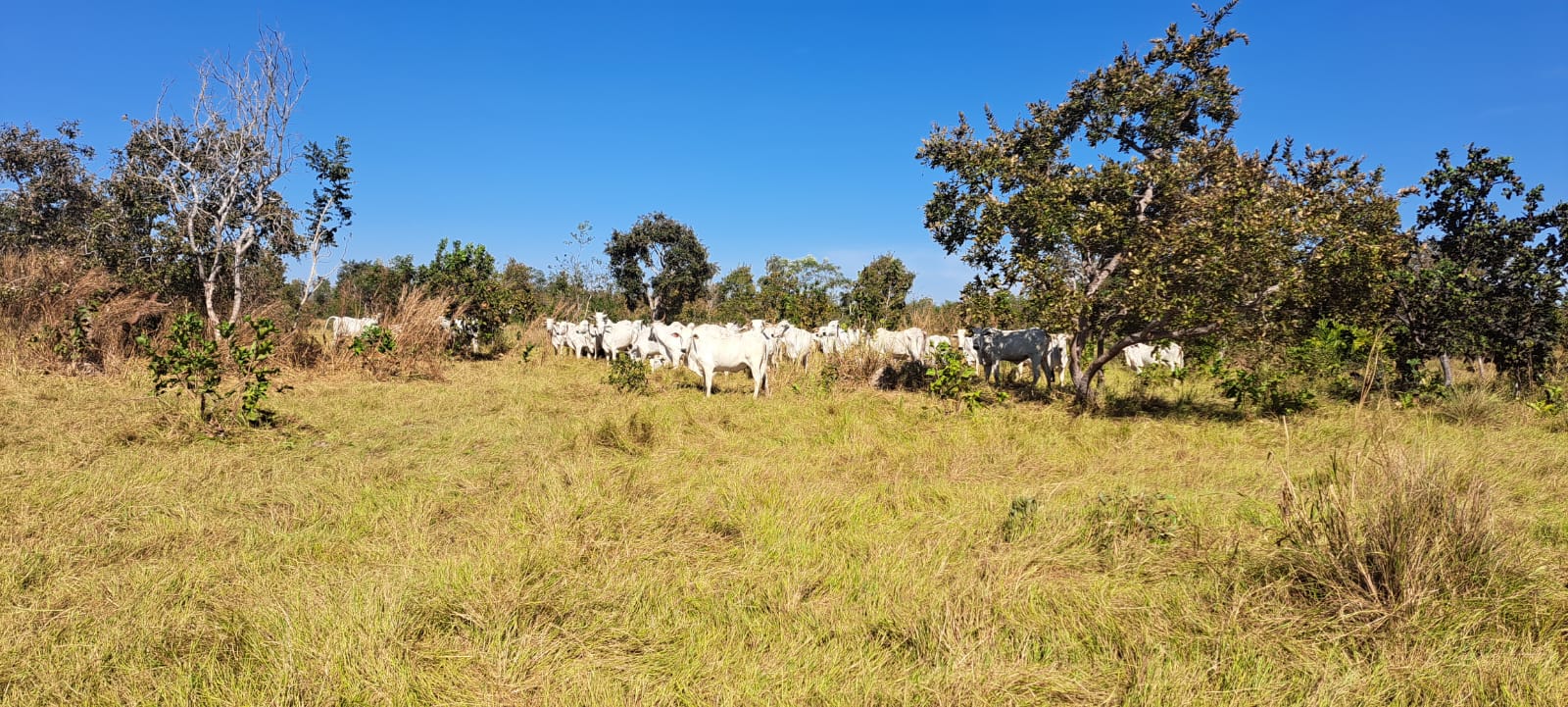 Imagem Fazenda à Venda, 25 Alq GOem Zona Rural - Araguaiana