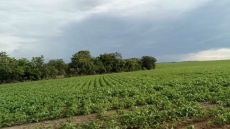 Imagem Imóvel à Venda,  em Buritis - Formoso