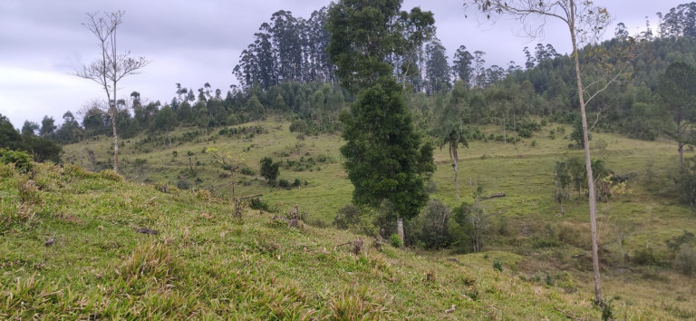 Imagem Fazenda à Venda, 34 HAem Brusque do Sul - Orleans