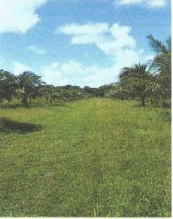 Imagem Fazenda à Venda, 66.246 m² em Zona Rural - Vigia