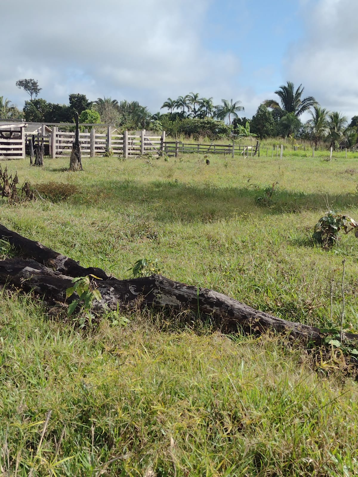 Imagem Fazenda à Venda, 29 HAem Zona Rural - Candeias do Jamari Imagem Fazenda à Venda, 29 HAem Zona Rural - Candeias do Jamari