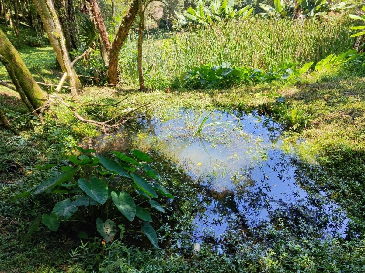 Imagem Chácara à Venda, 10.000 m² em Colônia Mariana  - Campo Largo 