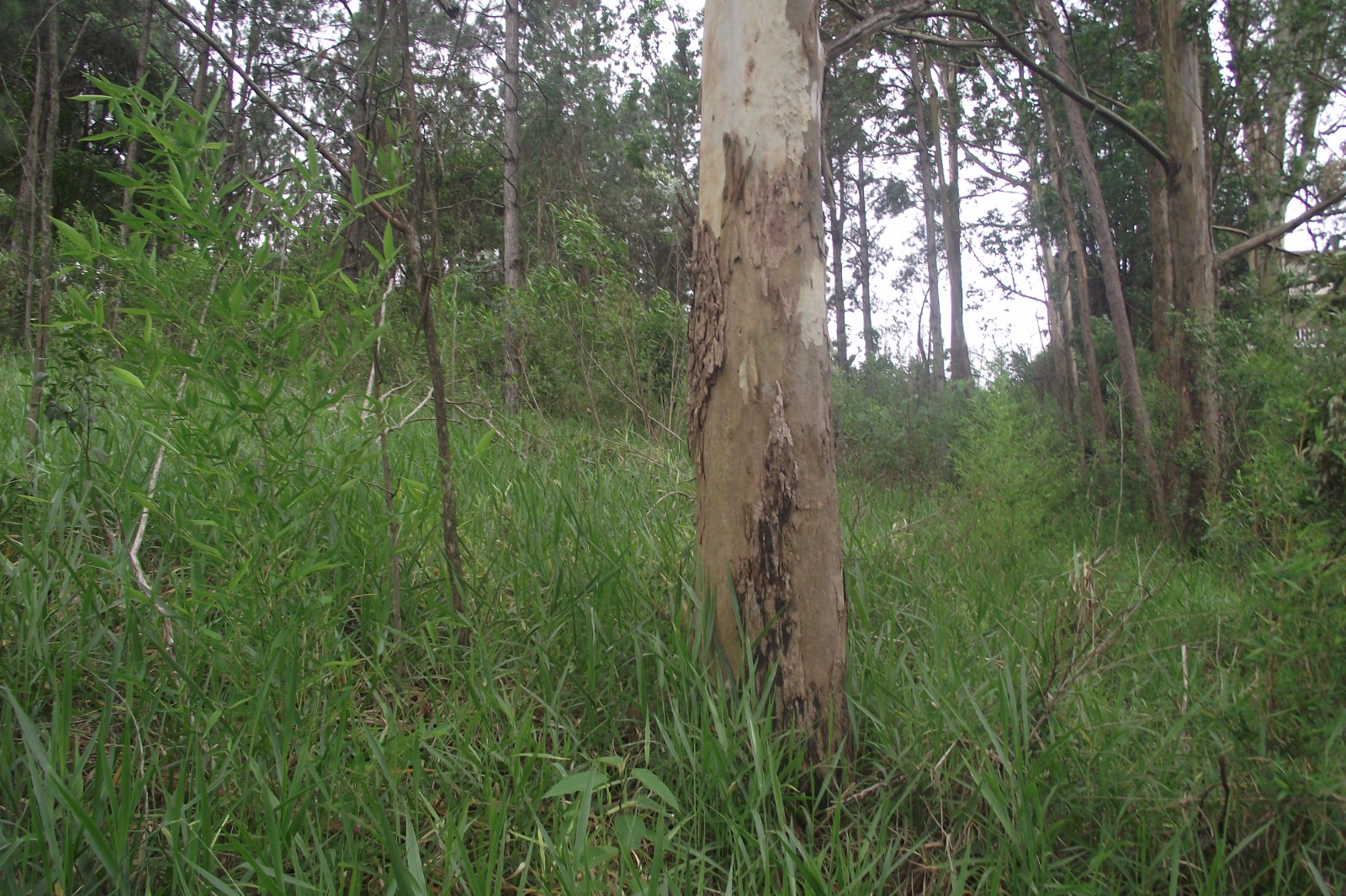 Imagem Terreno à Venda, 24.452 m² em Apotribu de Cima - Itu Imagem Terreno à Venda, 24.452 m² em Apotribu de Cima - Itu