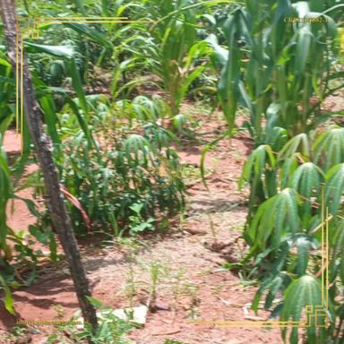 Imagem Terreno à Venda, 250 m² em Jardim Monte Mor - Botucatu