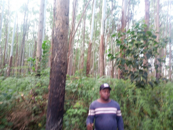 Imagem Terreno à Venda, 137.000 m² em São Domingos - Bias Fortes Imagem Terreno à Venda, 137.000 m² em São Domingos - Bias Fortes