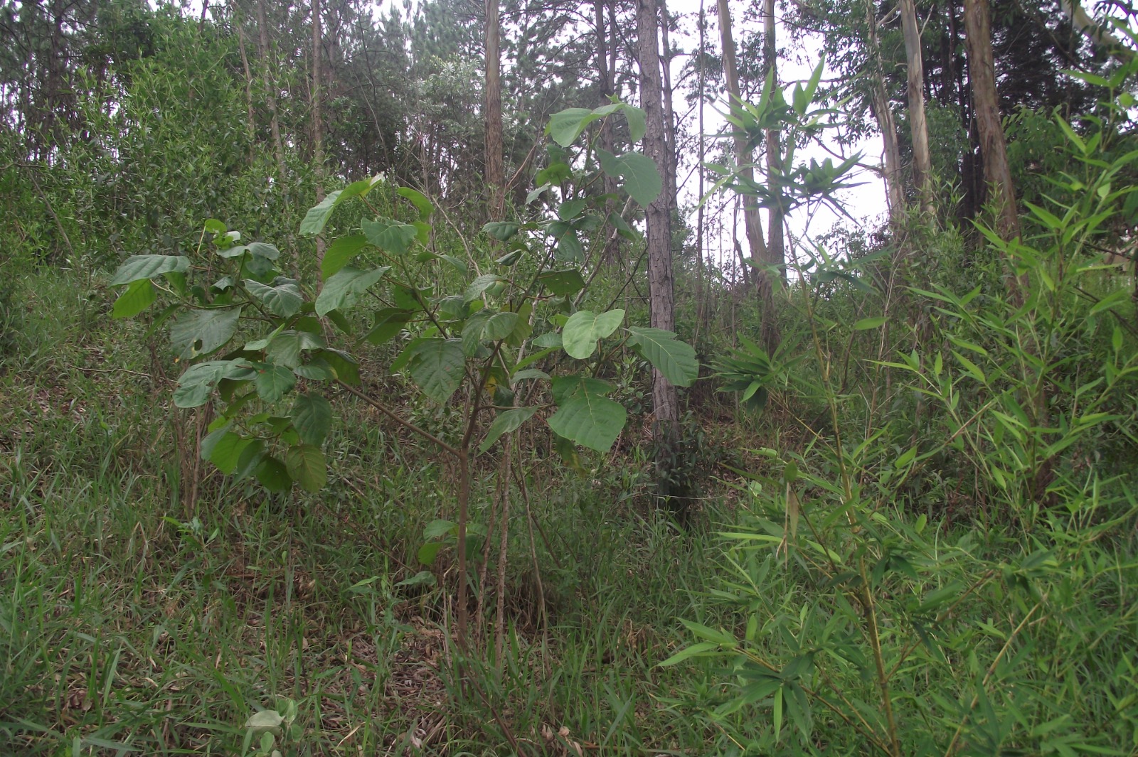 Imagem Terreno à Venda, 24.452 m² em Apotribu de Cima - Itu Imagem Terreno à Venda, 24.452 m² em Apotribu de Cima - Itu