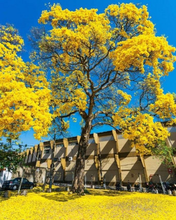 Imagem Apartamento com 3 Quartos à Venda, 118 m²em Setor Central - Goiânia