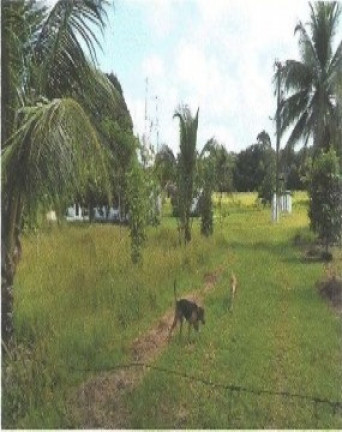 Imagem Fazenda à Venda, 66.246 m² em Zona Rural - Vigia