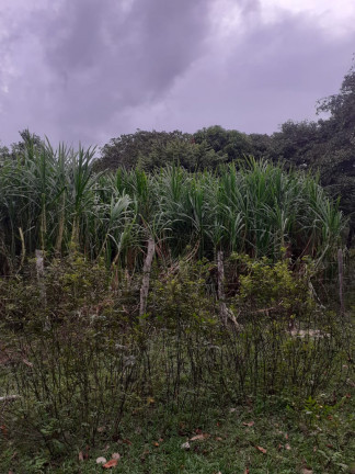 Imagem Fazenda à Venda, em zona rural - Salvaterra Imagem Fazenda à Venda, em zona rural - Salvaterra