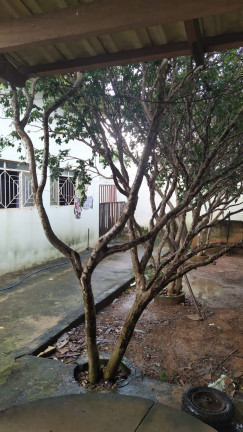 Imagem Sobrado com 4 Quartos à Venda, em Jardim Ipiranga - Aparecida de Goiânia Imagem Sobrado com 4 Quartos à Venda, em Jardim Ipiranga - Aparecida de Goiânia