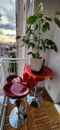 Imagem Apartamento com 3 Quartos à Venda, 61 m² em Vila Cunha Bueno - São Paulo