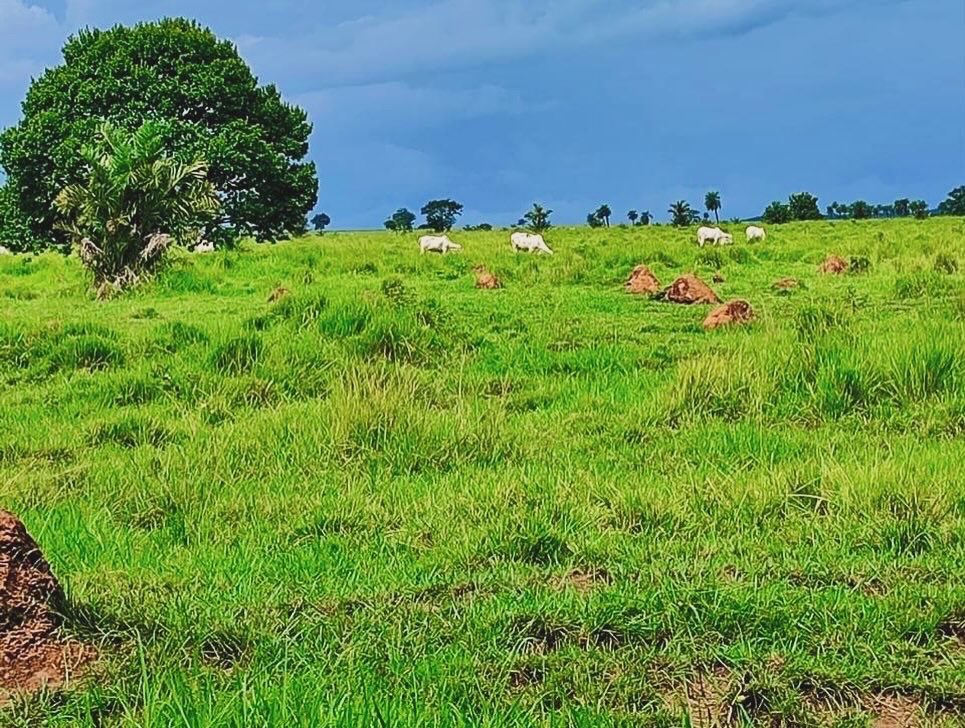 Imagem Fazenda à Venda, 1115 m² em ZONA RURAL - Mundo Novo Imagem Fazenda à Venda, 1115 m² em ZONA RURAL - Mundo Novo