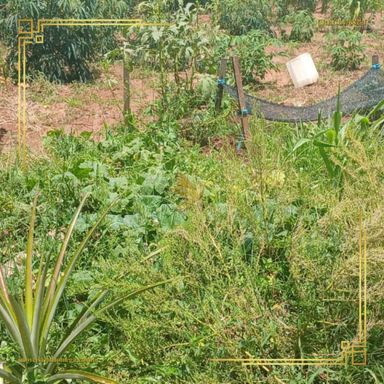 Imagem Terreno à Venda, 250 m² em Jardim Monte Mor - Botucatu