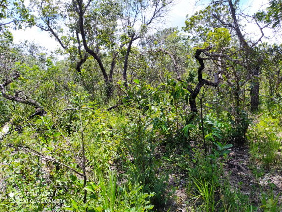 Imagem Fazenda à Venda,  em Mirador/ma - Mirador