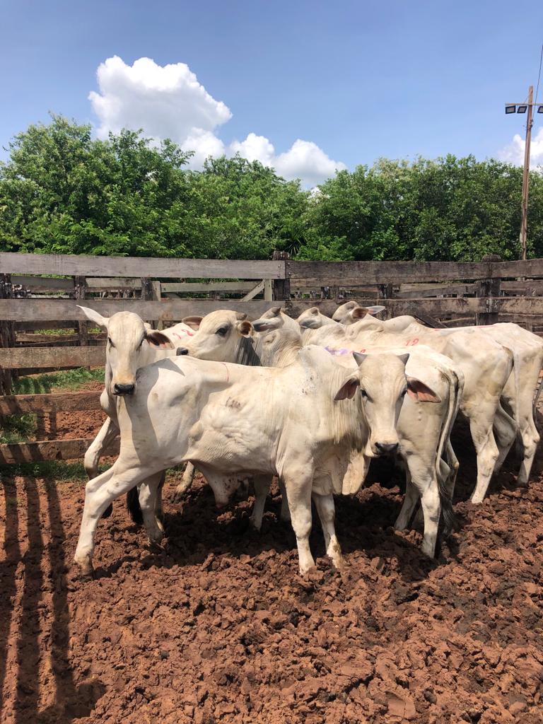 Imagem Fazenda à Venda, 74 Alq. SP em Área Rural de Álvaro de Carvalho - Álvaro de Carvalho Imagem Fazenda à Venda, 74 Alq. SP em Área Rural de Álvaro de Carvalho - Álvaro de Carvalho